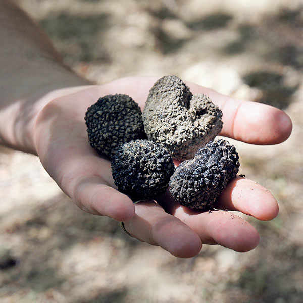 The Truffles of The Umbrian Valtiberina